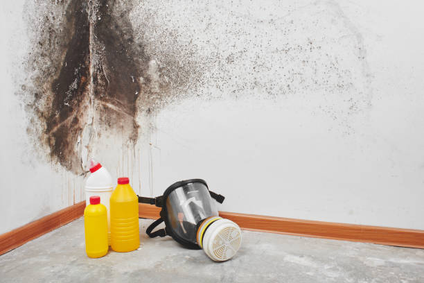 Best Black Mold Removal  in Squaw Valley, CA