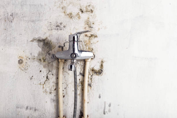  Squaw Valley, CA Mold Removal Pros