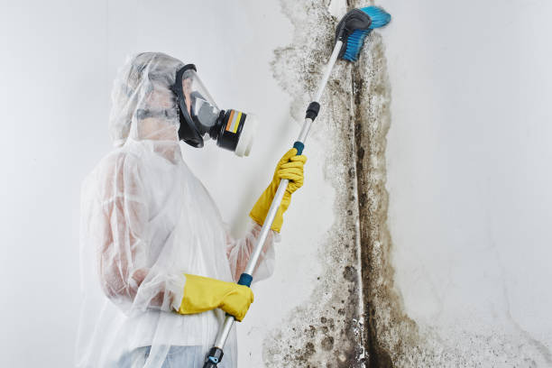Reliable Squaw Valley, CA Mold Removal Solutions
