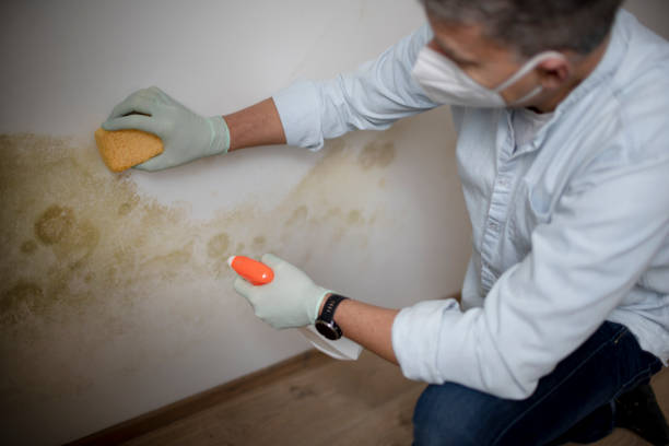 Best Fast Mold Removal  in Squaw Valley, CA