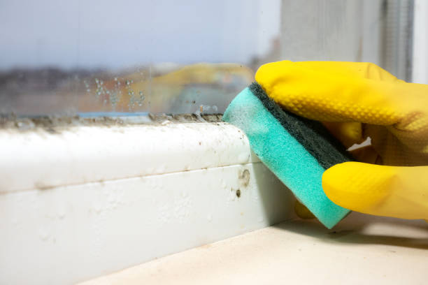 Best Toxic Mold Removal  in Squaw Valley, CA
