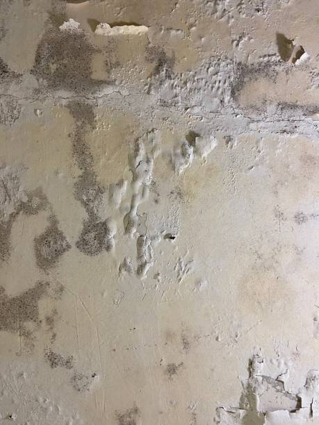 Best Crawl Space Mold Removal  in Squaw Valley, CA