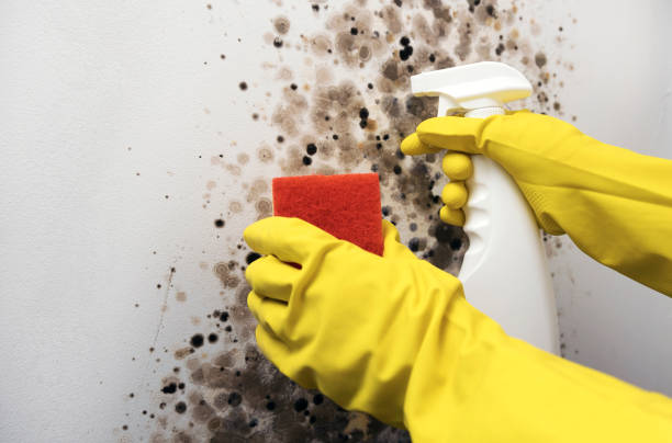 Best Affordable Mold Removal  in Squaw Valley, CA