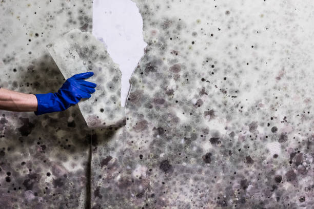 Mold Removal Process in Squaw Valley, CA