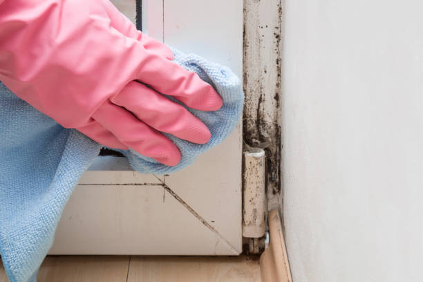 Best Same-Day Mold Removal  in Squaw Valley, CA