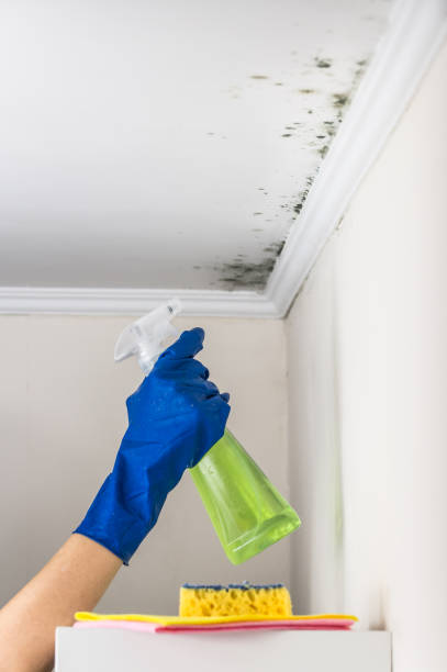 Best Mold Damage Repair  in Squaw Valley, CA