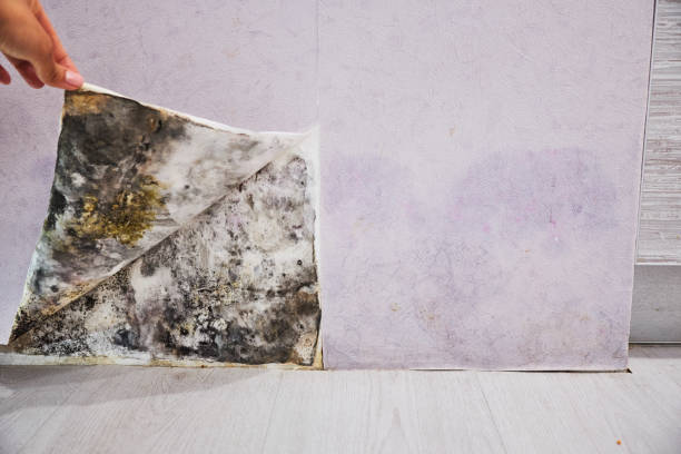 Best Emergency Mold Removal  in Squaw Valley, CA
